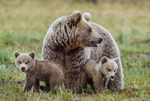 Mãe ursa com seus filhotes