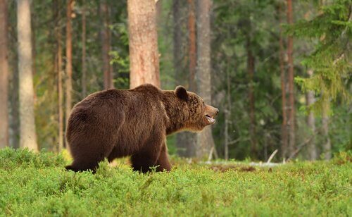 Urso-pardo na floresta