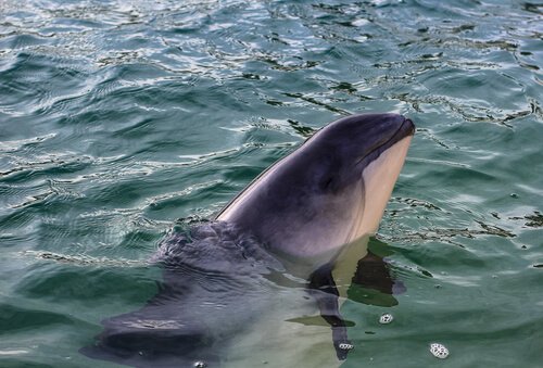 A extraordinária vaquita marinha