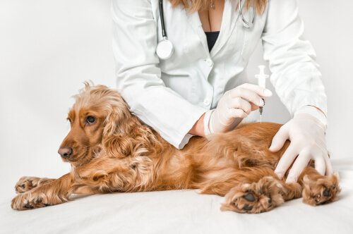 O seu cachorro pode te passar Salmonella?