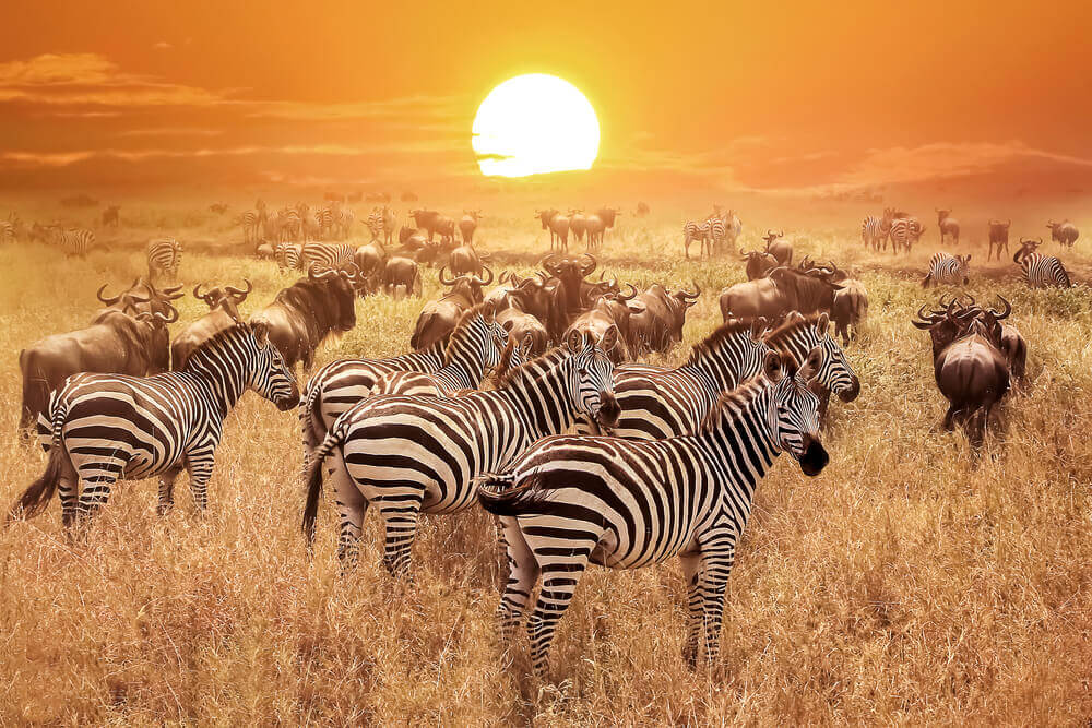 Curiosidades sobre a savana africana - Meus Animais