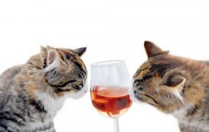 Por que nunca se deve dar álcool a um gato