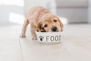 6 dicas para alimentar um filhote de cachorro