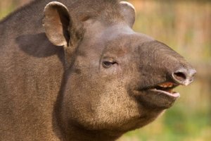 Anta brasileira, um parente do rinoceronte