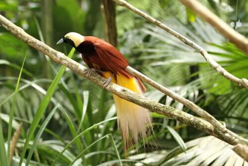 Aves do paraíso: espécies e características
