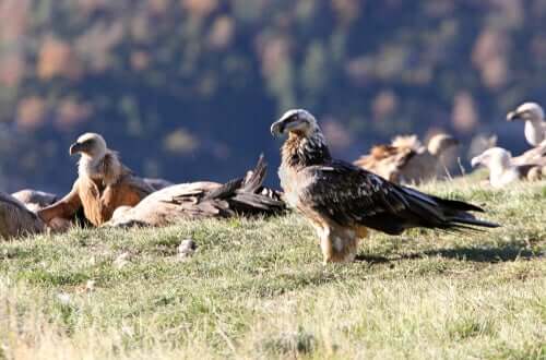 Aves em seu habitat natural