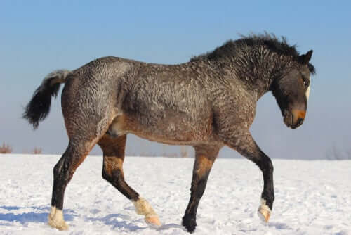 Cavalo bashkir curly na neve