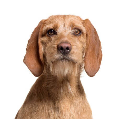 Traços do Basset fulvo da Bretanha