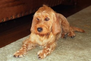 Basset fulvo da Bretanha: venha conhecê-lo!