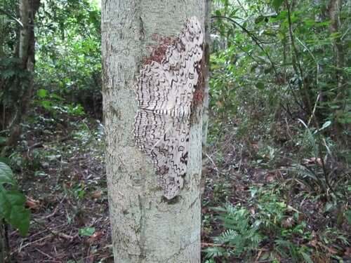 As maiores borboletas do mundo