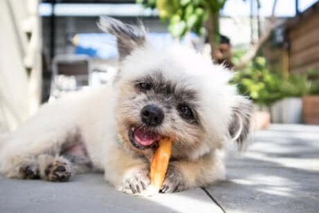 Cachorro comendo cenoura
