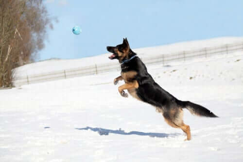 Cachorro pulando para pegar bola no ar