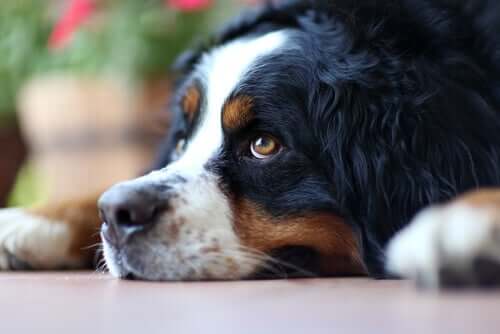 Cachorro com o olhar triste