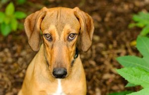 Os cães sentem culpa?