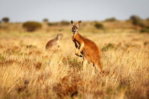 Conheça o canguru-vermelho, o rei indiscutível da Austrália