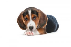 Conheça o cão basset alemão da Vestfália