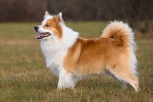 Comportamento do cão islandês de pastoreio