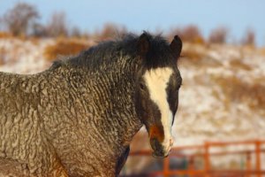 Cavalo bashkir curly: misterioso e hipoalergênico