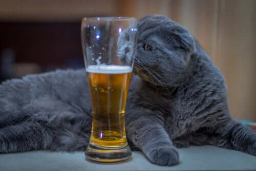 Como saber se o meu gato consumiu álcool?