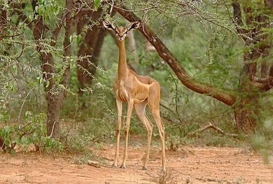 Gazela de Clarke em seu habitat