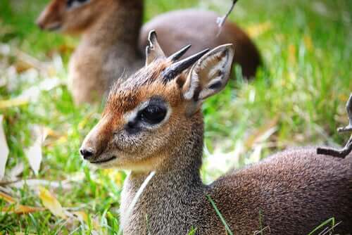 Proteção do dik-dik prateado