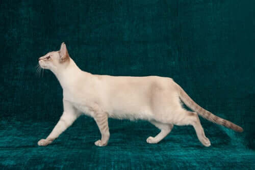 Displasia da anca em gatos: informações importantes