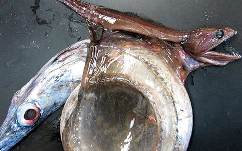 O engolidor negro e suas características