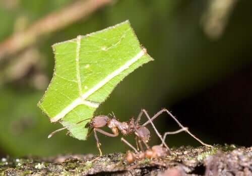 Informações gerais sobre as formigas