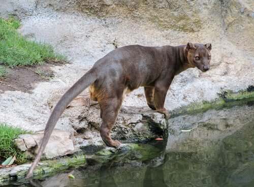 Fossa: um predador de Madagascar