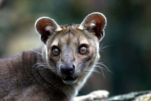 Fossa de Madagascar