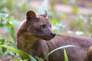 A fossa, o mais estranho predador de Madagascar