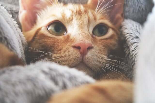Gato com cobertores