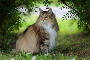 O gato norueguês da floresta, um animal pouco conhecido