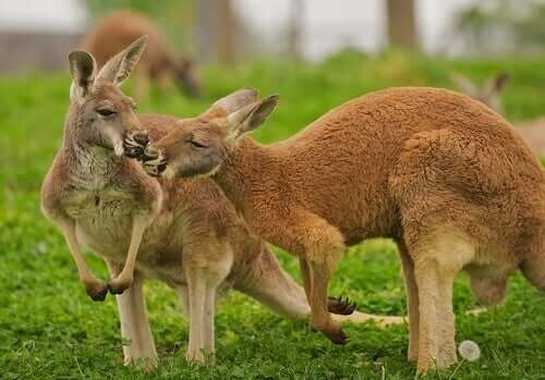 Habitat e características essenciais do canguru-vermelho