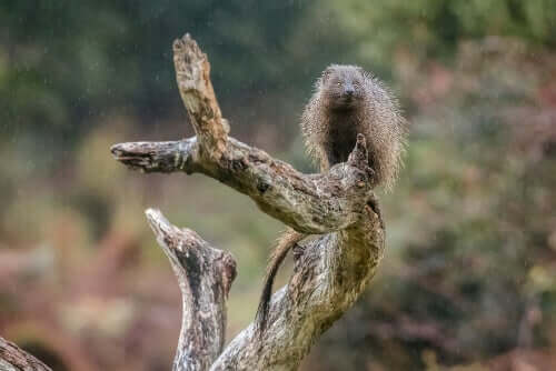 Mangusto em tronco de árvore