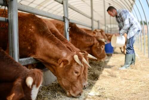 Homem alimentando vacas confinadas