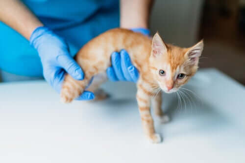 Sinais da insuficiência hepática em gatos