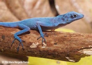 Lagarto azul de Gorgona