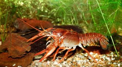 Anatomia do lagostim