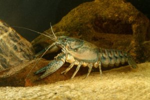 Alimentação do lagostim