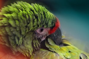 As penas podem indicar doenças nas aves