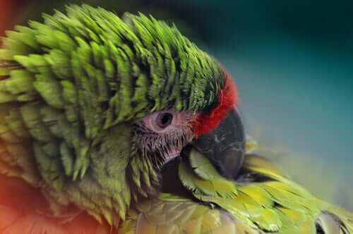 As penas podem indicar doenças nas aves