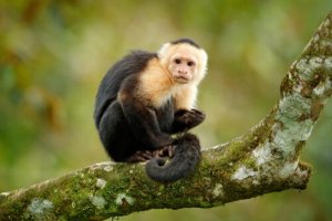 É ético usar macacos de terapia?
