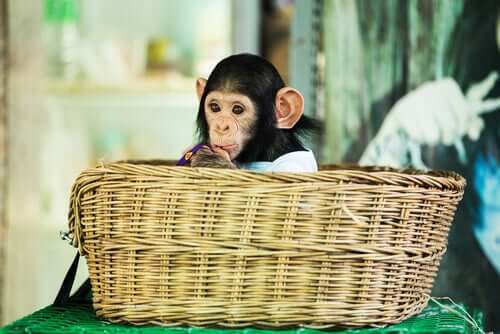 Filhote de macaco em santuário de animais