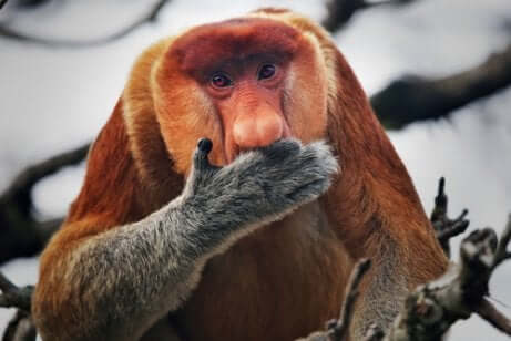 Alimentação dos macacos-narigudos
