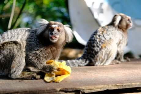 Alimentação do macaco sagui