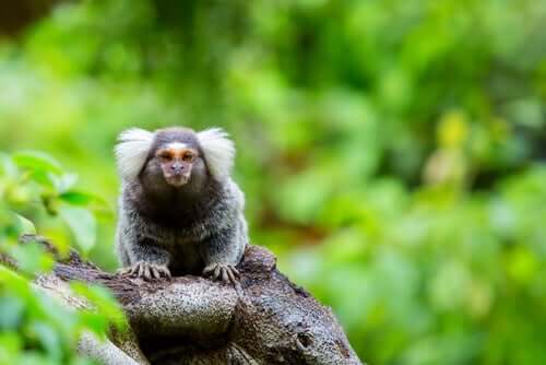 Foto de Macaco Sagui Cabeçadealgodão Saguinus Oedipus e mais fotos