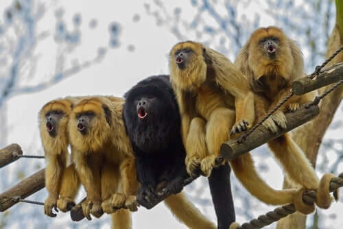 Os macacos estão ficando amarelos
