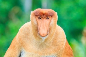 Macacos-narigudos: tudo que você precisa saber sobre eles