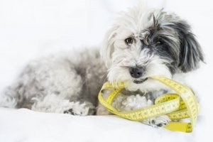 Como tirar as medidas do cachorro?
